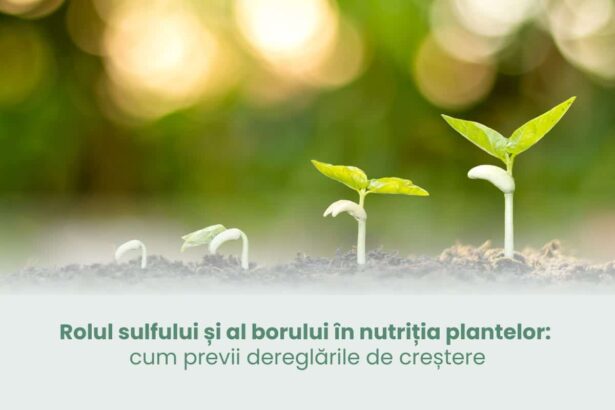 Importanța sulfului și borului în alimentația plantelor: Strategii pentru prevenirea anomaliilor de dezvoltare