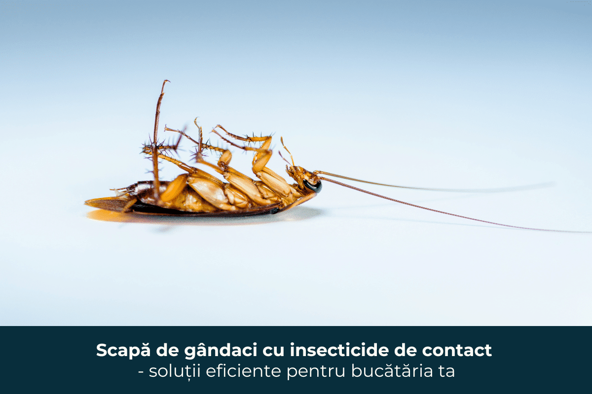 Elimină gândacii în bucătărie cu insecticide de contact – metode eficiente pentru un mediu curat!