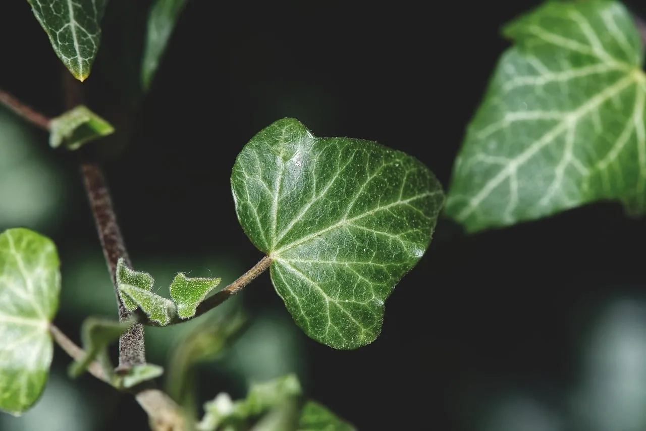 China a realizat o descoperire științifică inovatoare: minerale rare identificate în plantele vii.