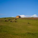 Pășuni cu animale