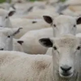 Oi pregătite pentru vaccinare